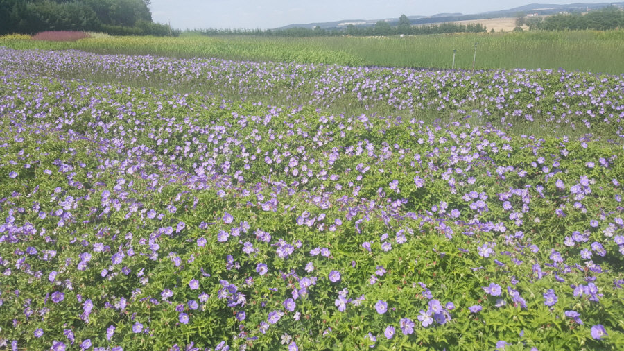BYLINY-ŚWIERK taimeaed mitmeaastased taimed kõrrelised sõnajalad Poola 03
