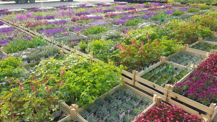 BYLINY-ŚWIERK taimeaed mitmeaastased taimed kõrrelised sõnajalad Poola 04