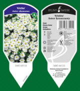 BYLINY-ŚWIERK taimeaed mitmeaastased taimed kõrrelised sõnajalad Poola 01