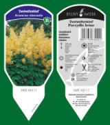 BYLINY-ŚWIERK taimeaed mitmeaastased taimed kõrrelised sõnajalad Poola 03