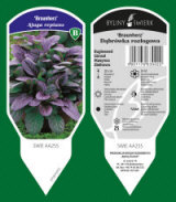 BYLINY-ŚWIERK taimeaed mitmeaastased taimed kõrrelised sõnajalad Poola 08