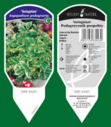 BYLINY-ŚWIERK taimeaed mitmeaastased taimed kõrrelised sõnajalad Poola 11