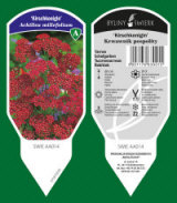 BYLINY-ŚWIERK taimeaed mitmeaastased taimed kõrrelised sõnajalad Poola 13