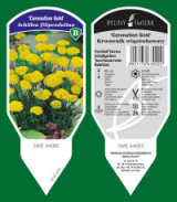 BYLINY-ŚWIERK taimeaed mitmeaastased taimed kõrrelised sõnajalad Poola 15