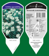 BYLINY-ŚWIERK taimeaed mitmeaastased taimed kõrrelised sõnajalad Poola 17