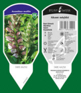 BYLINY-ŚWIERK taimeaed mitmeaastased taimed kõrrelised sõnajalad Poola 18