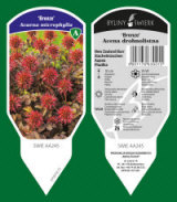 BYLINY-ŚWIERK taimeaed mitmeaastased taimed kõrrelised sõnajalad Poola 19